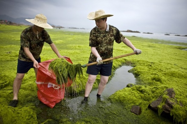 Soldiers of the People's Liberation Army (PLA) clear algae from the coastline of Qingdao, Shandong province July 4, 2008. China has thrown 10,000 people and 1,200 vessels into the fight to clean up a huge algae bloom that has turned large swathes of Qingdao's offshore waters green and encroached on a third of Olympic sailing waters. REUTERS/Nir Elias (CHINA) (BEIJING OLYMPICS 2008 PREVIEW) - RTX7MHA