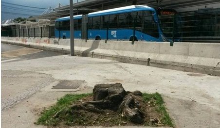 Árvores foram cortadas para a implantação do BRT Transcarioca.