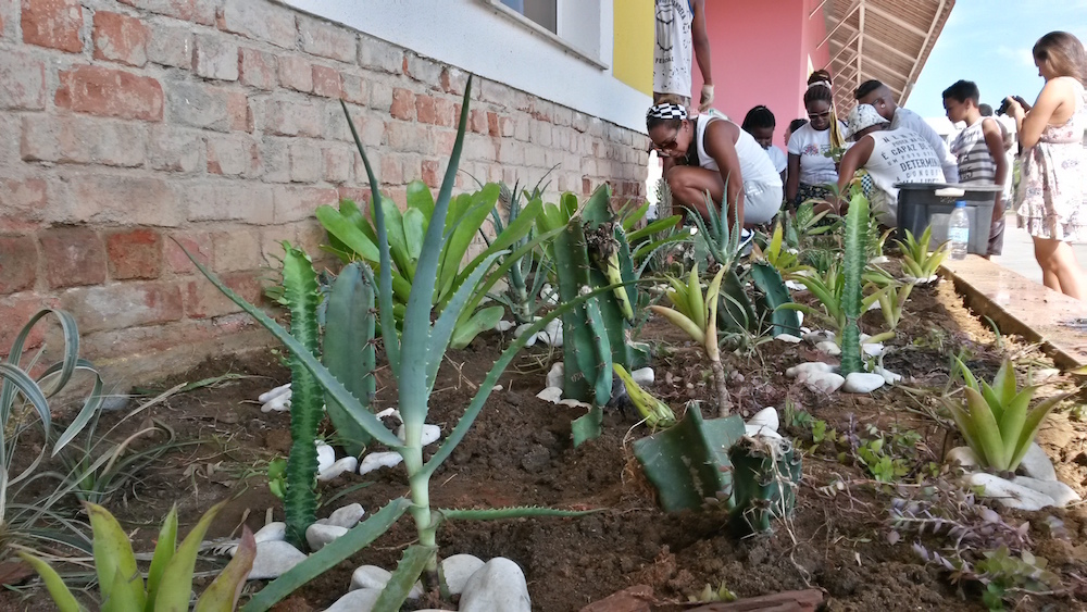 Moradores plantaram mudas de cactus durante o evento