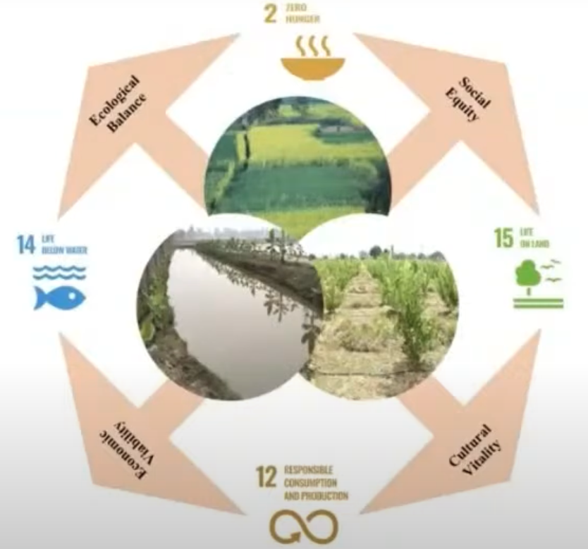 A agroecologia é uma solução. Depende de 4 pilares: equilíbrio ecológico, igualdade social, vitalidade cultural e viabilidade econômica. alinhado aos Objetivos de Desenvolvimento Sustentável ONU (ODS 12).