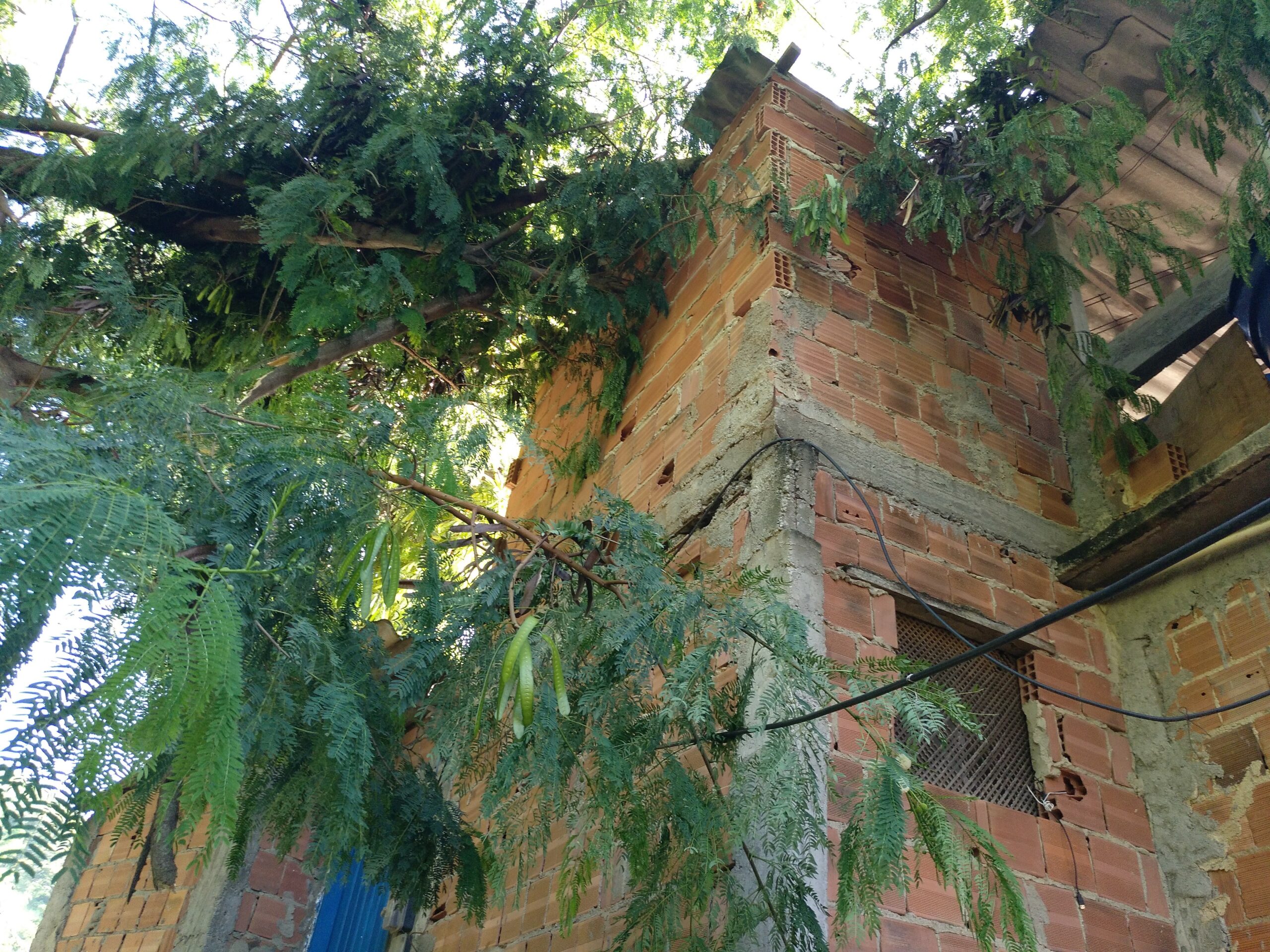 Árvore tombou em cima de casa durante chuva forte, em 2019, no Pedacinho do Céu. Foto: Carla Regina