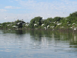 O Pantanal Carioca, berço de diversas espécies, hoje ameaçadas. Foto: Felipe Migliani
