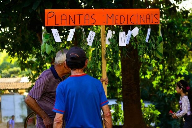Plantações medicinais na comunidade do Banhado. Foto: Douglas Almeida
