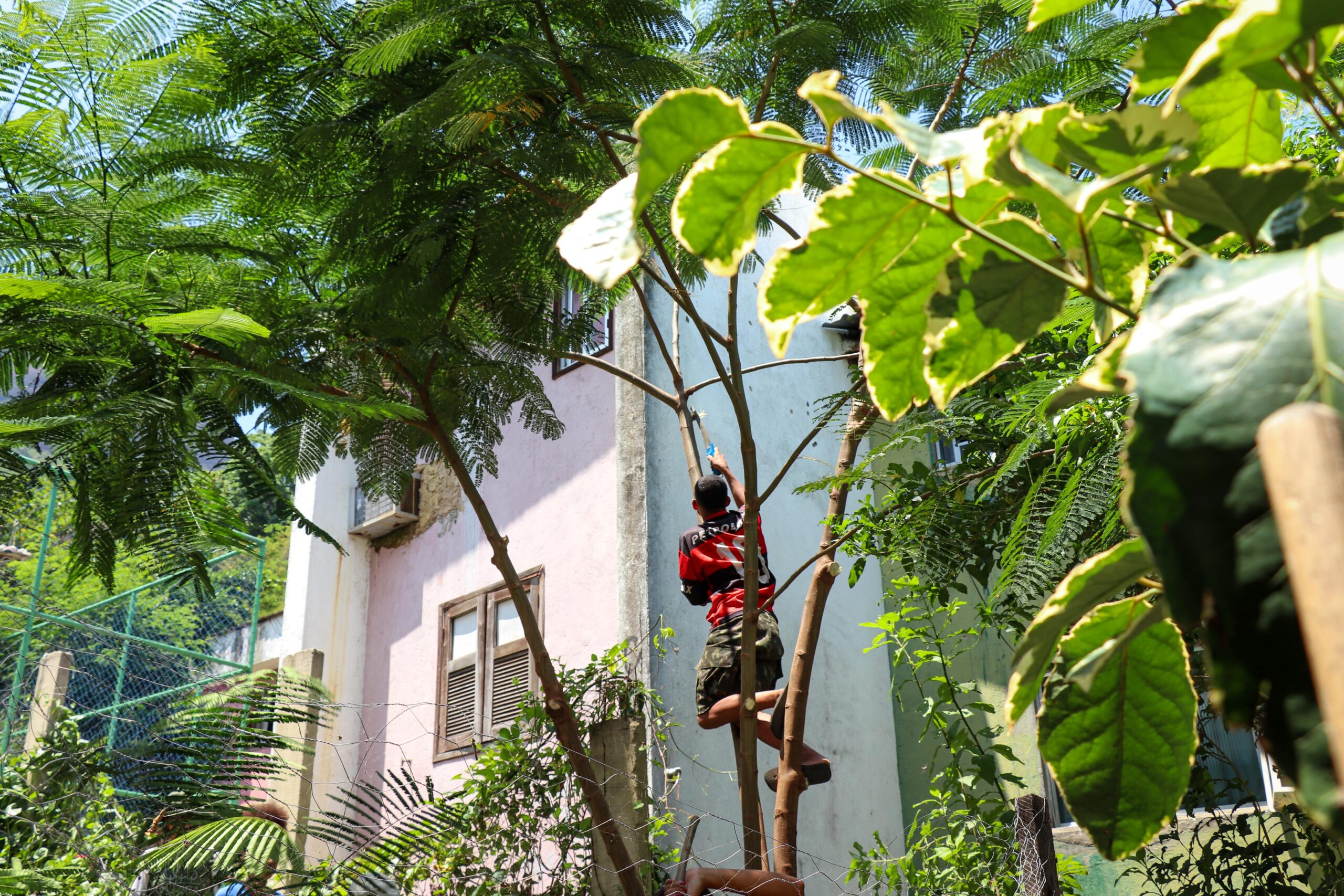 Um participante do mutirão sobe em uma das árvores para realizar a sua poda. Foto: Alexandre Cerqueira