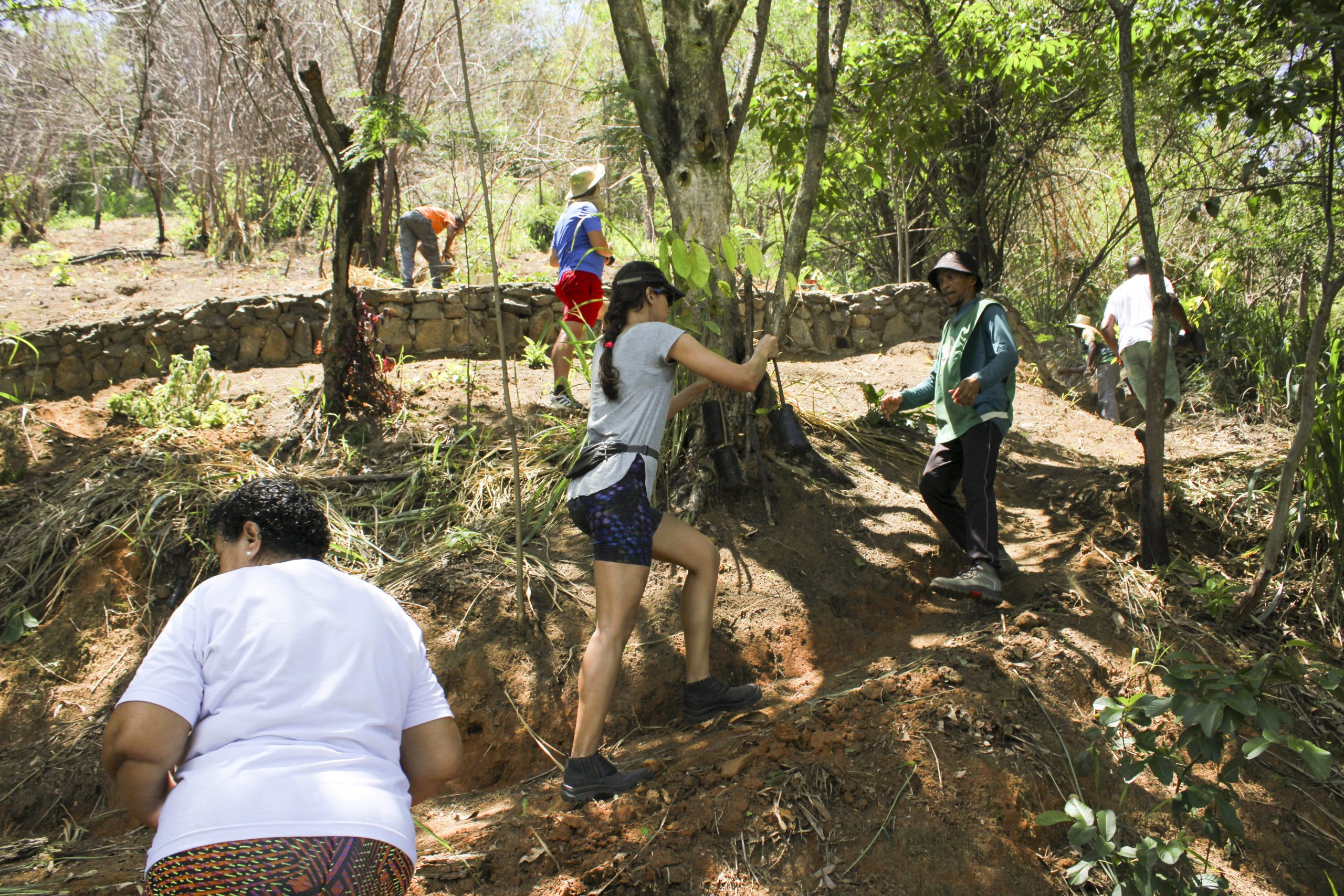 Ação no Salgueiro plantou cerca de 130 mudas visando proteger e recuperar trecho sensível da comunidade. Foto: Amanda Baroni Ação no Salgueiro plantou cerca de 130 mudas visando proteger e recuperar trecho sensível da comunidade. Foto: Amanda Baroni