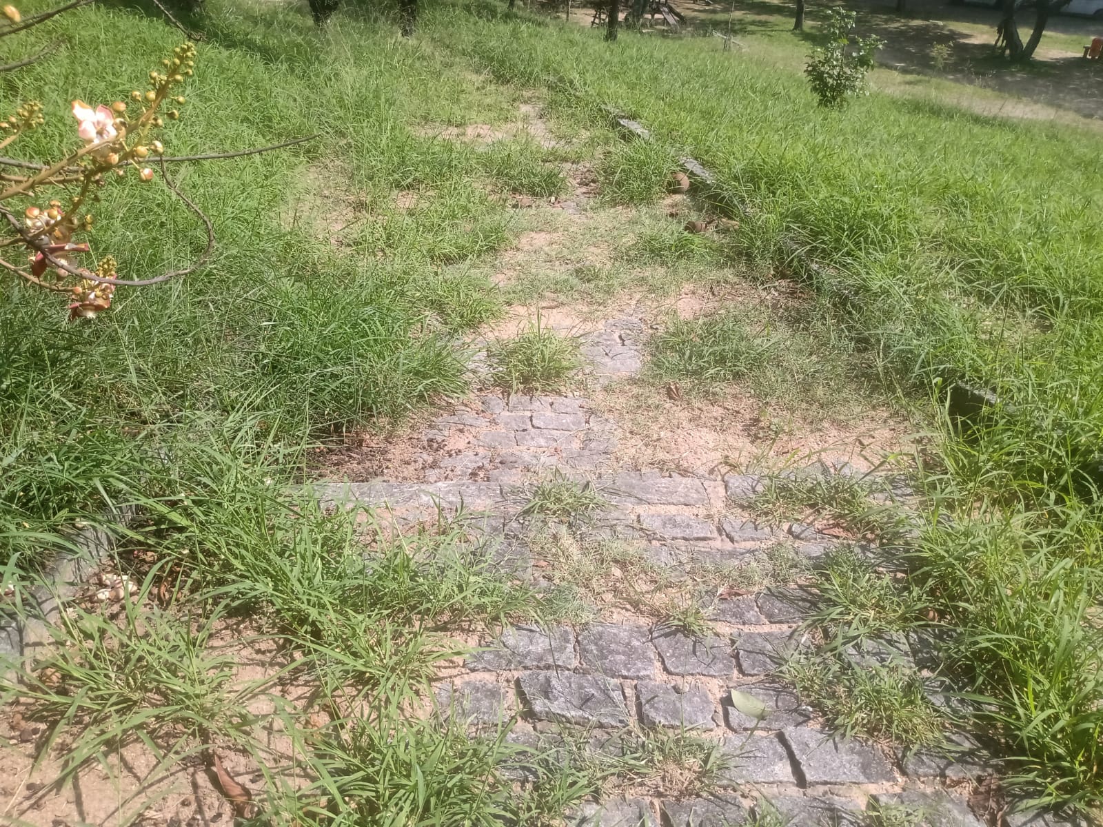 Passagem de pedestres no parque está sumindo, sendo tomada pela vegetação, em função da falta de manutenção. Foto: RioOnWatch Passagem de pedestres no parque está sumindo, sendo tomada pela vegetação, em função da falta de manutenção. Foto: RioOnWatch