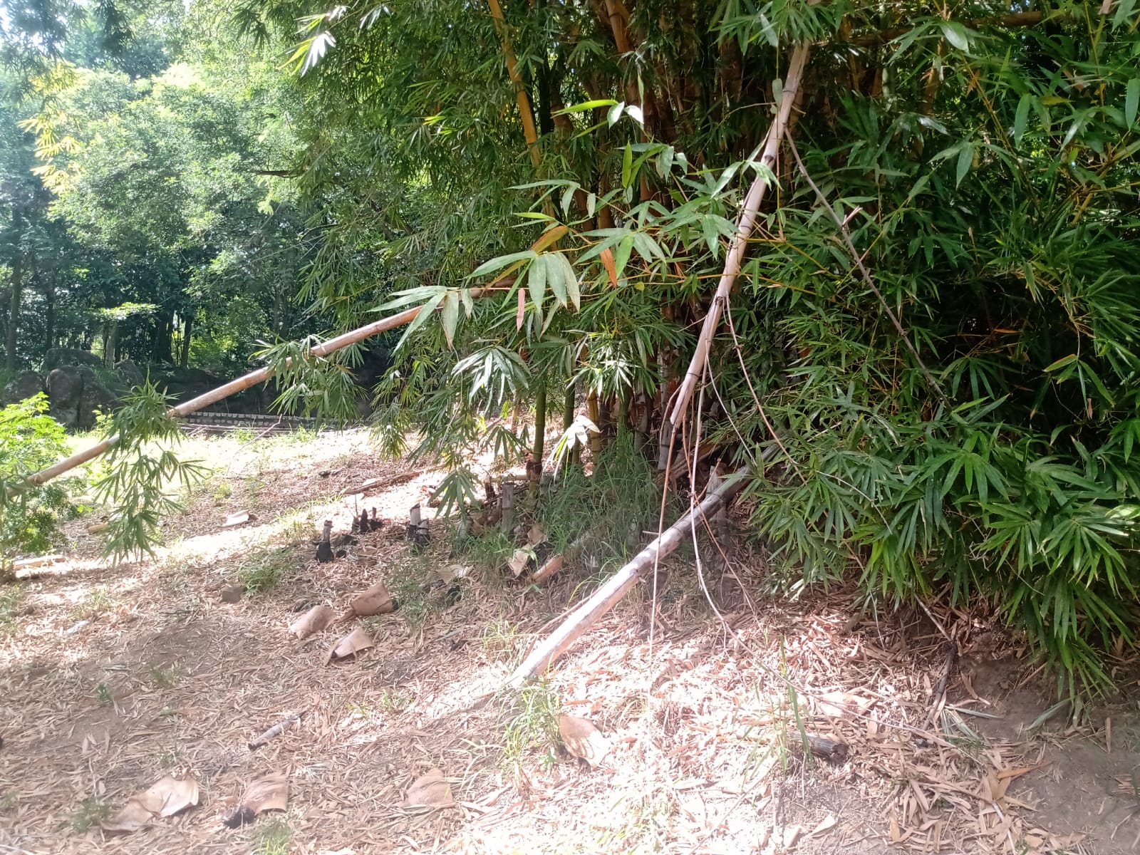 Vegetação tomou conta do local e de diversas passagens, demandando podas urgentes. Foto: RioOnWatch Vegetação tomou conta do local e de diversas passagens, demandando podas urgentes. Foto: RioOnWatch