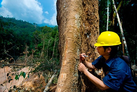 Na Ásia, um técnico florestal marca com etiquetas vermelhas e amarelas árvores que não devem ser cortadas por fazerem parte de um projeto de pesquisa sobre sequestro de carbono. Fonte: Bridget Besaw / Aurora Photos / Biblioteca de Fotos do IPCC Na Ásia, um técnico florestal marca com etiquetas vermelhas e amarelas árvores que não devem ser cortadas por fazerem parte de um projeto de pesquisa sobre sequestro de carbono. Fonte: Bridget Besaw / Aurora Photos / Biblioteca de Fotos do IPCC